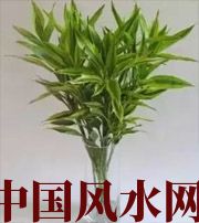 上饶十二生肖养什么植物最旺财运？你知道吗！
