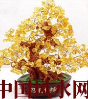 上饶买了招财植物却不能发财，是方位摆错了！